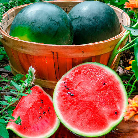Sandia