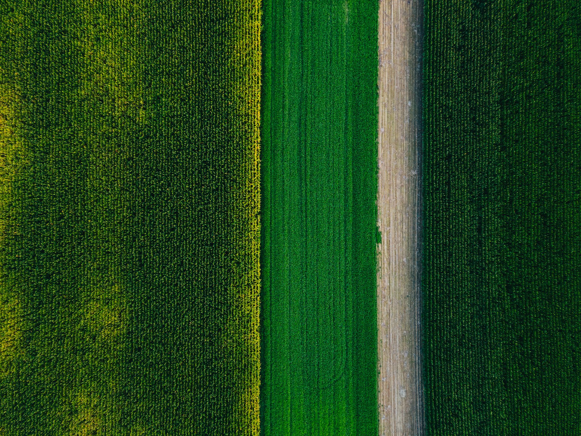 Campos agrícolas de Agrícola LG Calderón